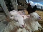 lambs janies farm